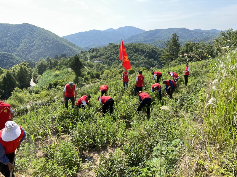 研究院駐村工作隊義務采茶_1.jpg