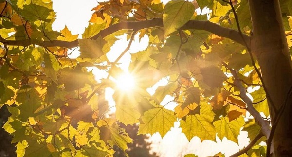 211755740571168678.jpg image1.jpeg